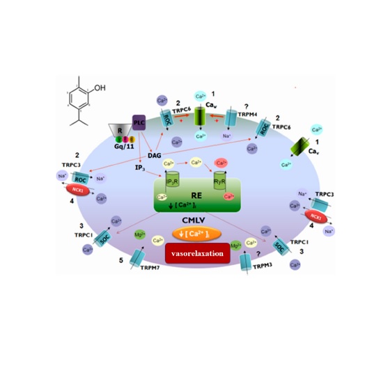 Antioxidant activity, molecular docking, quantum studies and in vivo antinociceptive activity of sulfonamides derived from carvacrol.