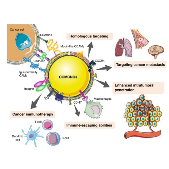 Exploring silver nanoparticles for cancer therapy and diagnosis.