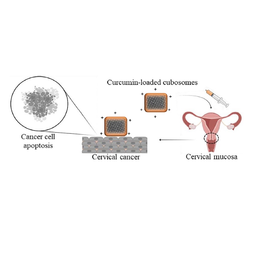 Potential of curcumin-loaded cubosomes for topical treatment of cervical cancer.