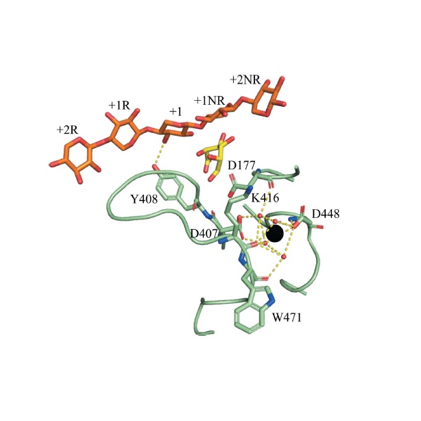 A GH115 a-glucuronidase structure reveals dimerization-mediated substrate binding and a proton wire potentially important for catalysis.
