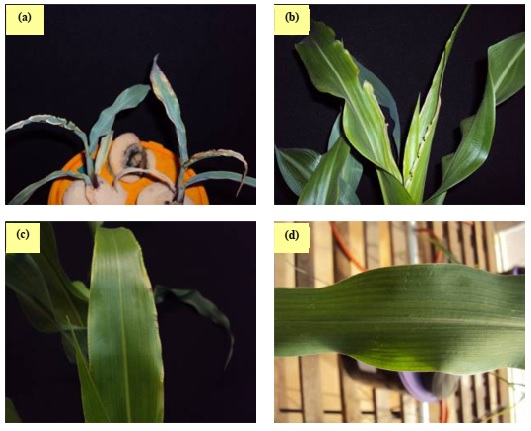 Calcium deficiency diagnosis in maize leaves using imaging methods based on texture analysis.