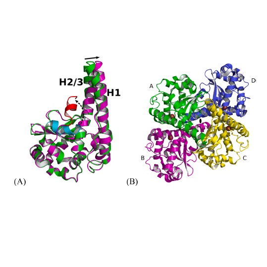 Unexpected plasticity of the quaternary structure of iron-manganese superoxide dismutases.