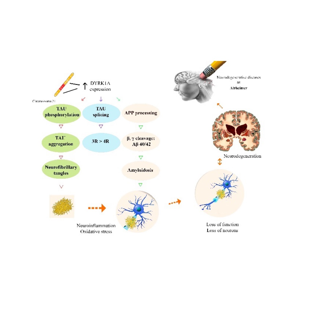 DYRK1A inhibitors and perspectives for the treatment of alzheimer