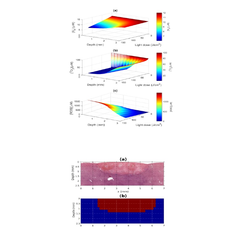 In vivo and in silico study of photodynamic necrosis volume in rat liver.