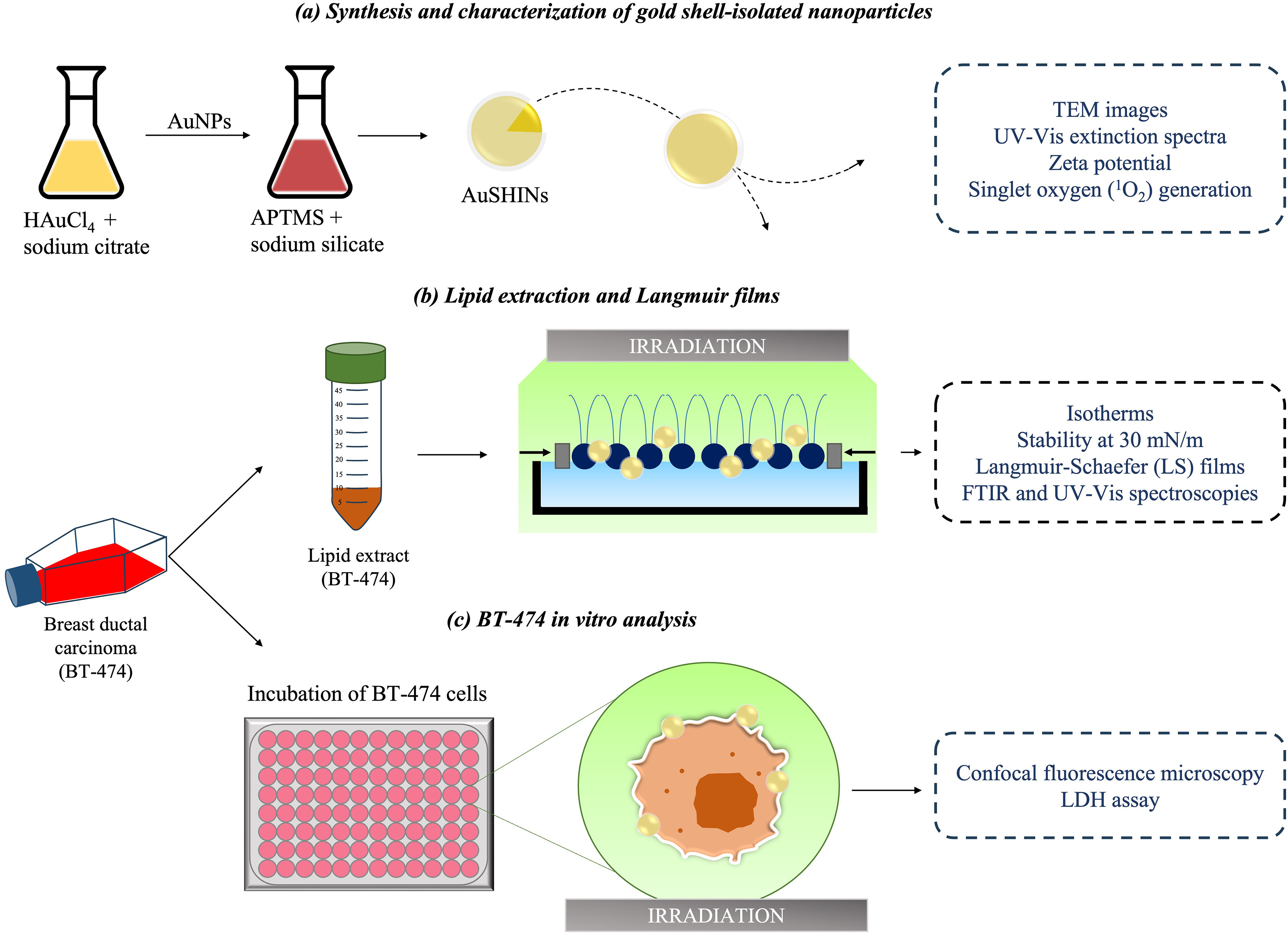 Unveiling the mechanisms underlying photothermal efficiency of gold shell-isolated nanoparticles (AuSHINs) on ductal mammary carcinoma cells (BT-474).