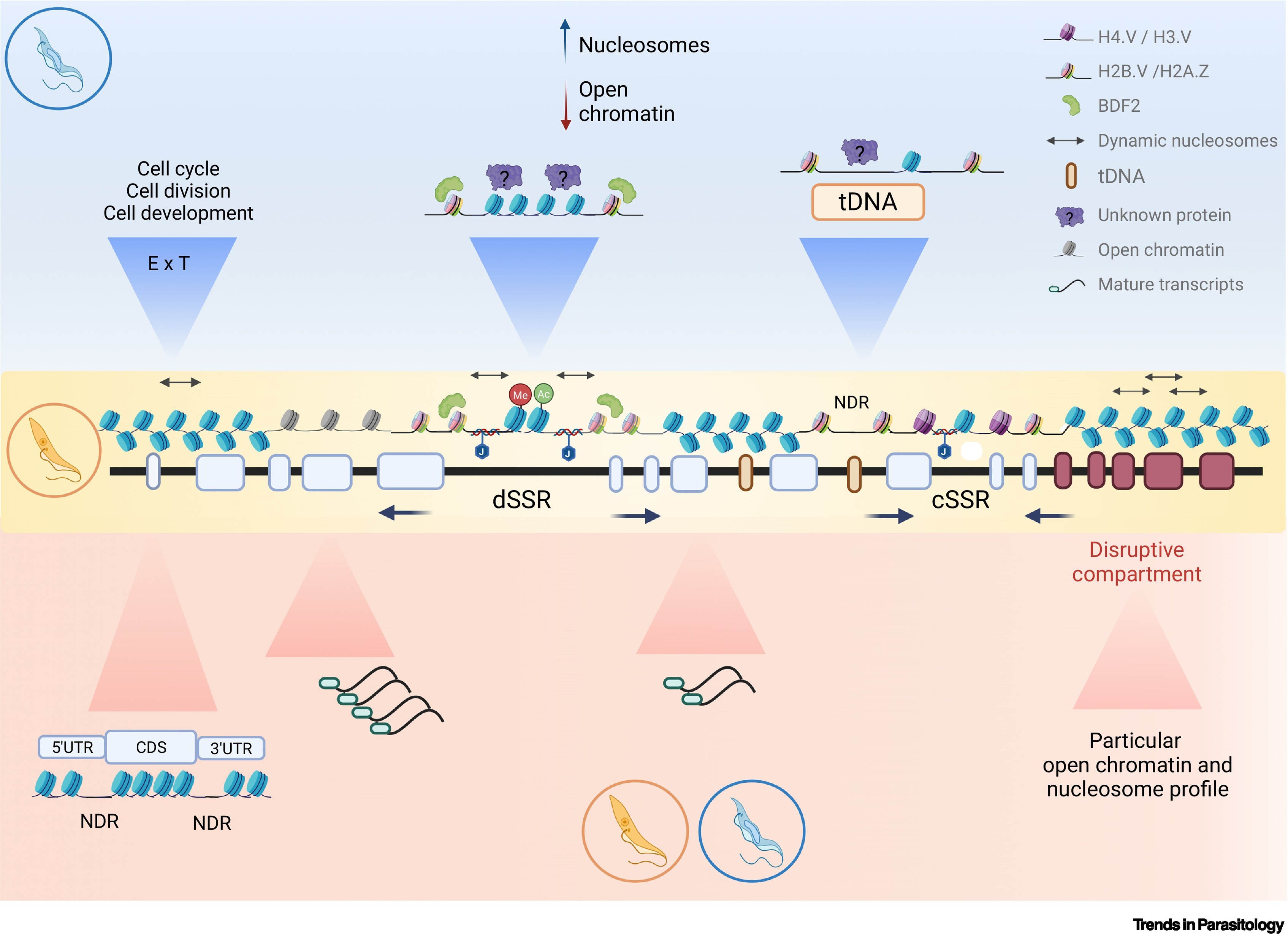 Navigating the boundaries between metabolism and epigenetics in trypanosomes.
