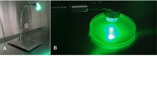 In vitro evaluation of rose bengal photoactivated by custom-built green light-emitting diode source for bacteria and rapidly growing mycobacteria inhibition.