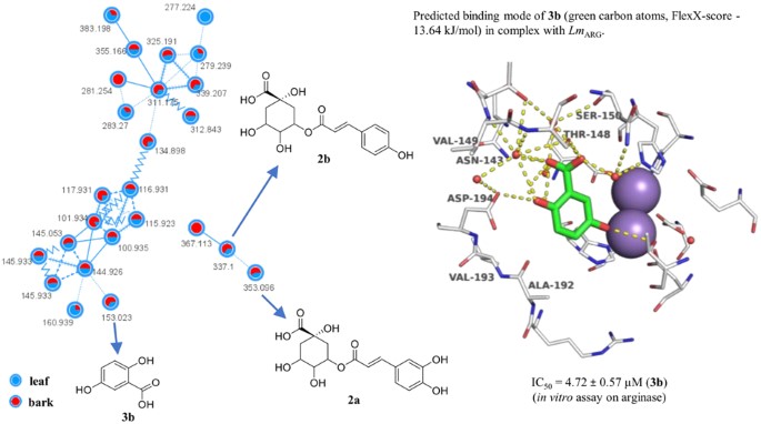 Using molecular networking and docking to explore arginase inhibitors among Drimys brasiliensis chemical constituents.