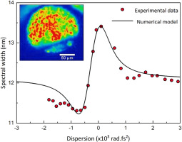 Nonlinear refraction in high terbium content borogermanate glass bulk and fiber.