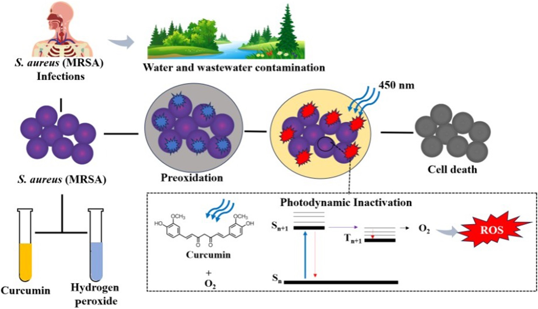 Hydrogen peroxide preoxidation as a strategy for enhanced antimicrobial photodynamic action against methicillin-resistant Staphylococcus aureus.