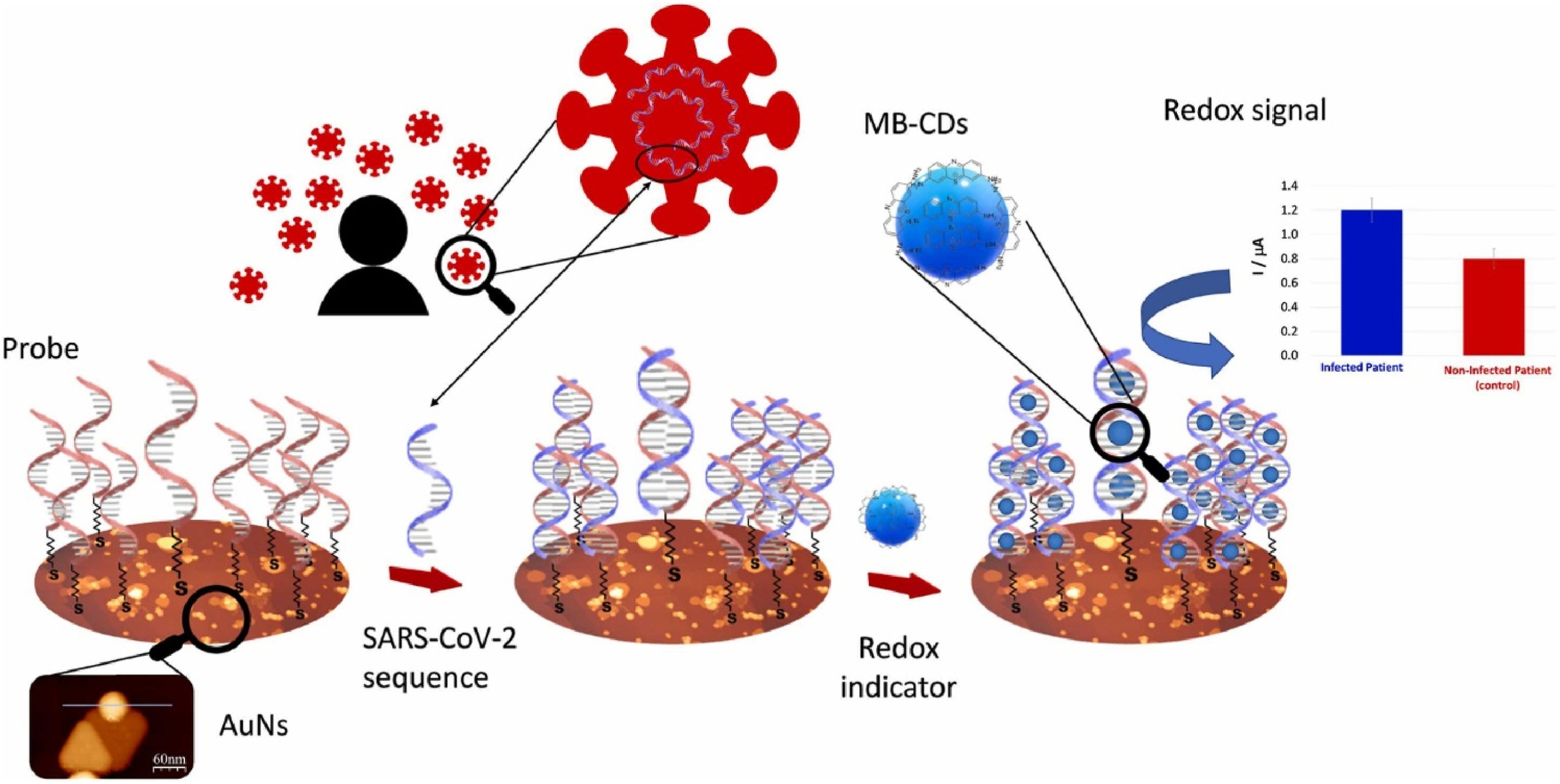 Biosensors for amplification-free viral RNA detection.
