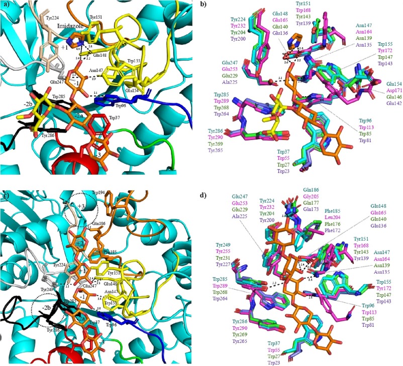 Two-domain GH30 xylanase from human gut microbiota as a tool for enzymatic production of xylooligosaccharides: crystallographic structure and a synergy with GH11 xylosidase.