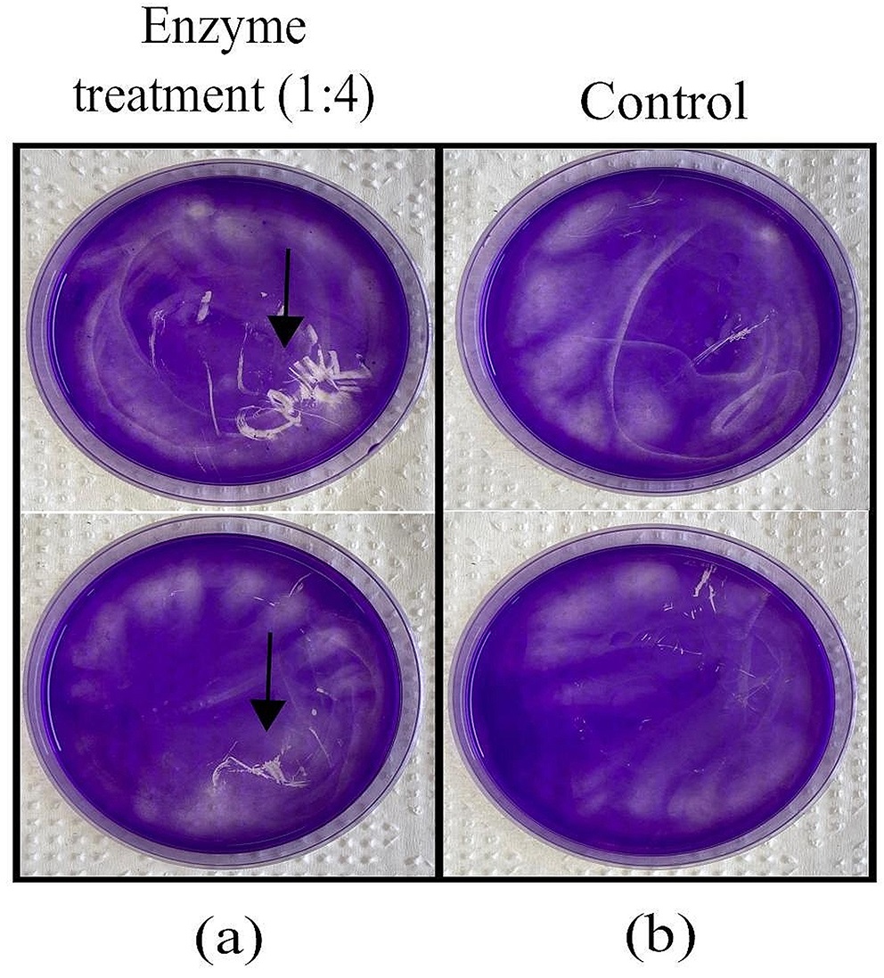 Biochemical properties of a flavobacterium johnsoniae dextranase and its biotechnological potential for streptococcus mutans biofilm degradation.