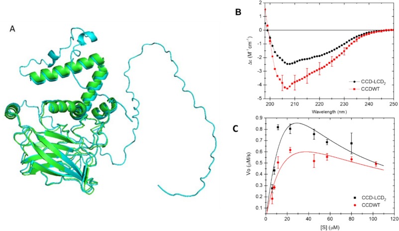 Biomolecular condensates of chlorocatechol 1,2-dioxygenase as prototypes of enzymatic microreactors for the degradation of polycyclic aromatic hydrocarbons.