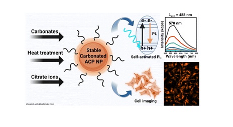 Tailoring the structure and self-activated photoluminescence of carbonated amorphous calcium phosphate nanoparticles for bioimaging applications.