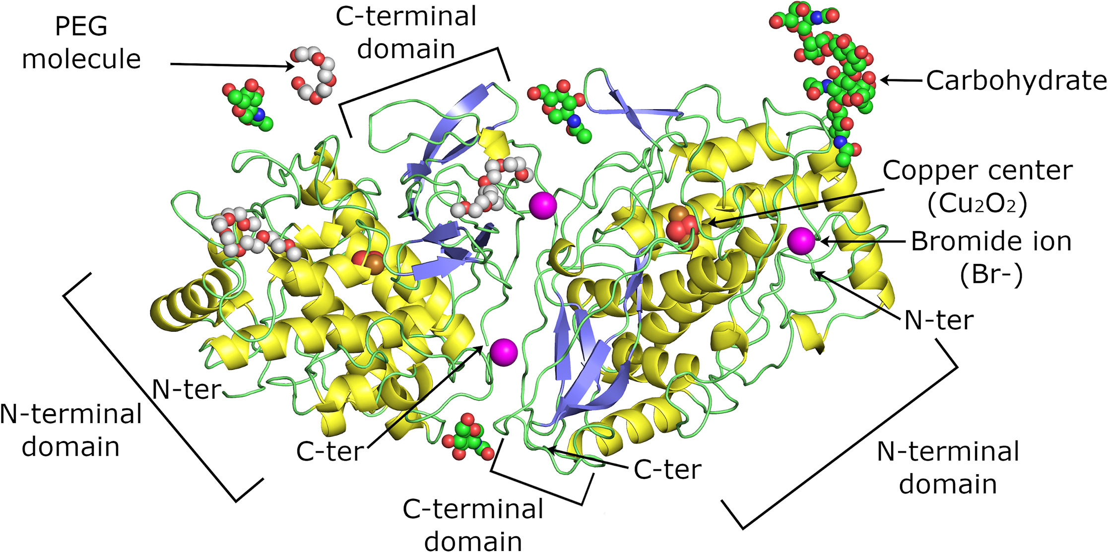 Structural insights into a functional unit from an immunogenic mollusk hemocyanin.