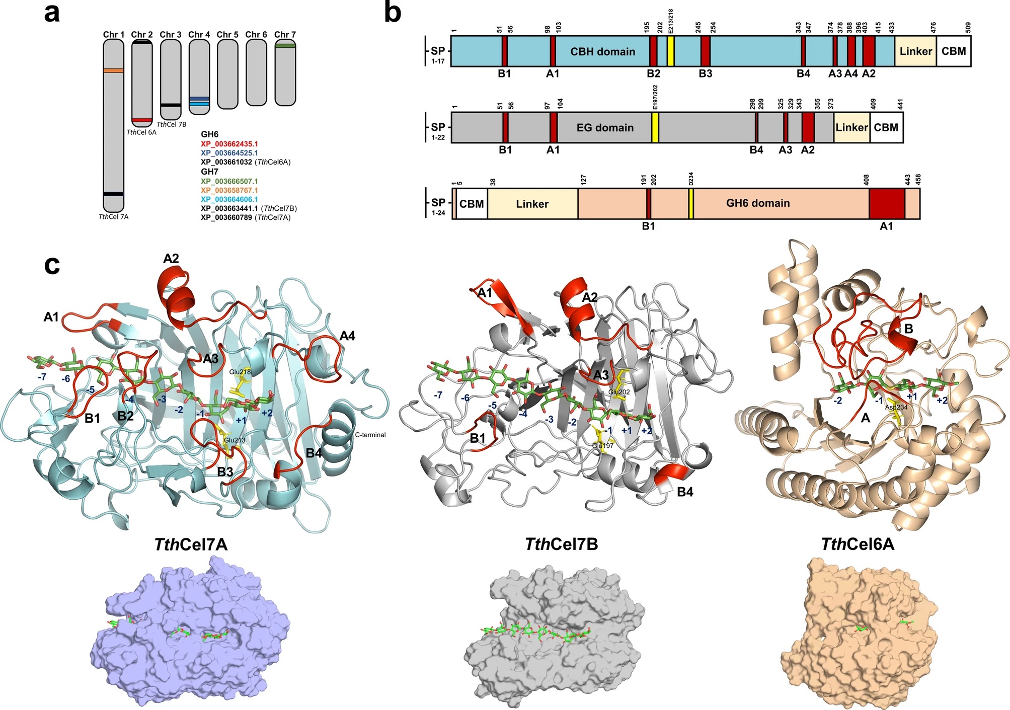 Thermothelomyces thermophilus exo- and endo-glucanases as tools for pathogenic E. coli biofilm degradation.