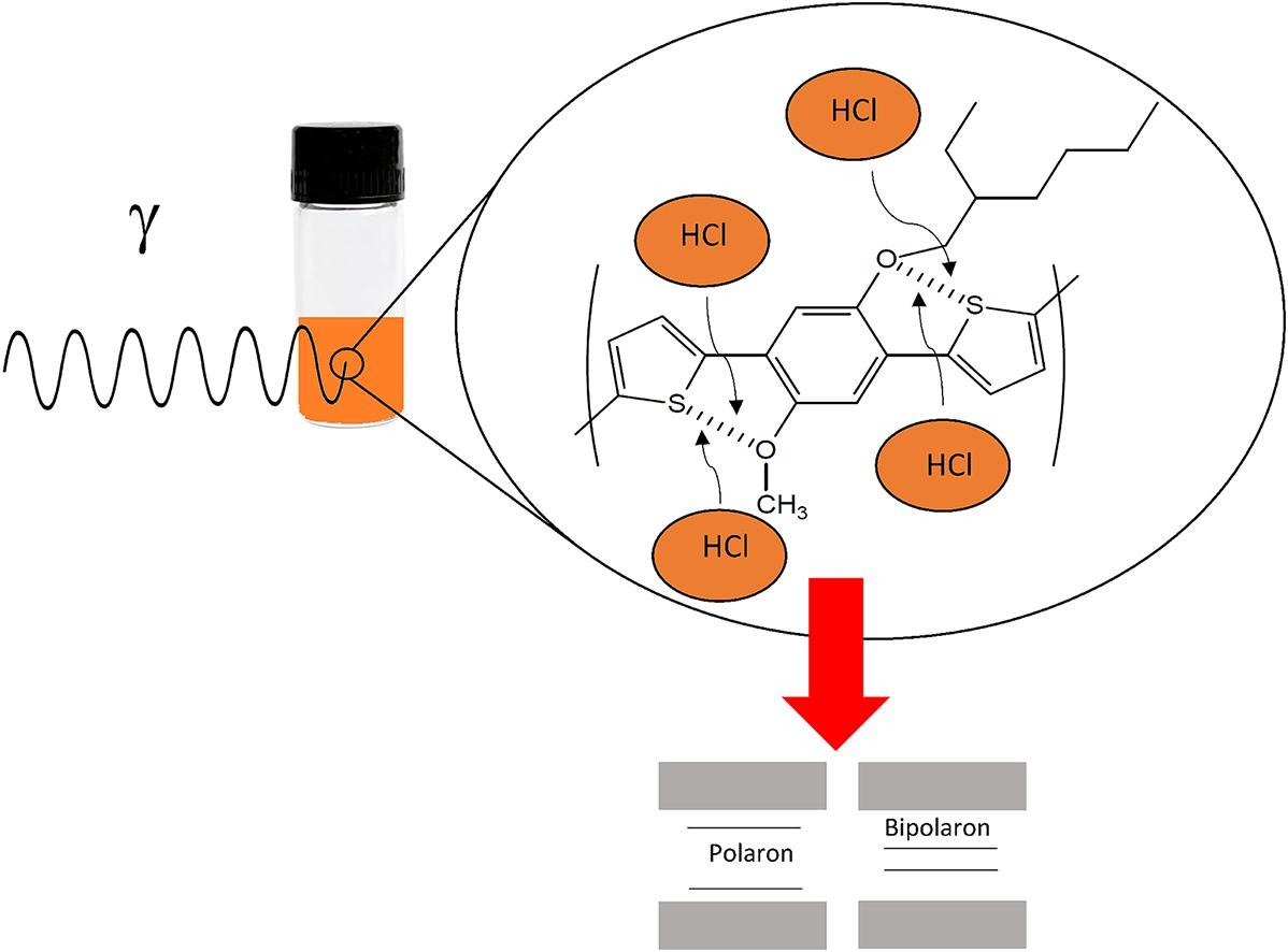 Polaron formation via doping process in an organic semiconductor polymer based on thiophene-phenylene.