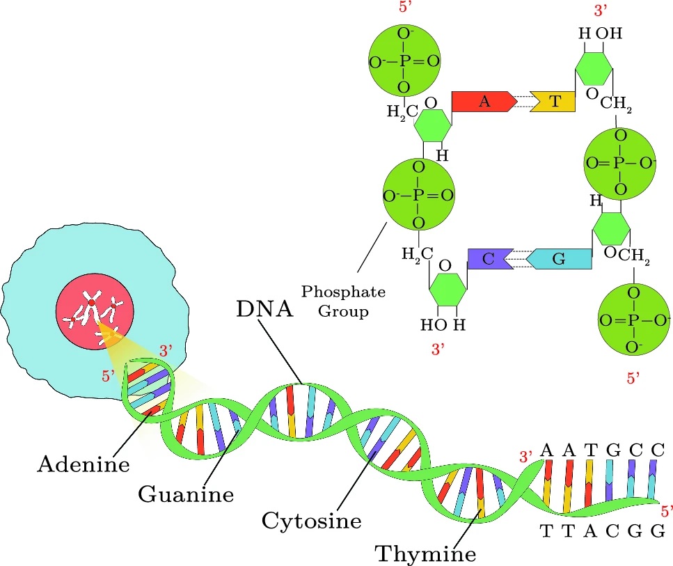 Amplificative-dissipative tunneling: the problem of genetic mutation.