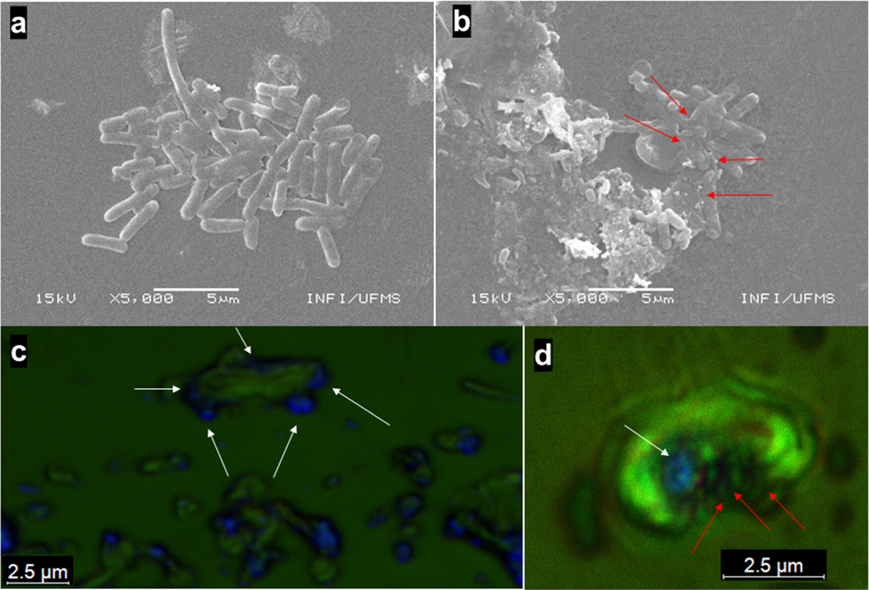 Photoinactivation of multidrug-resistant mcr-1-positive E. coli using PCPDTBT conjugated polymer nanoparticles under white light.