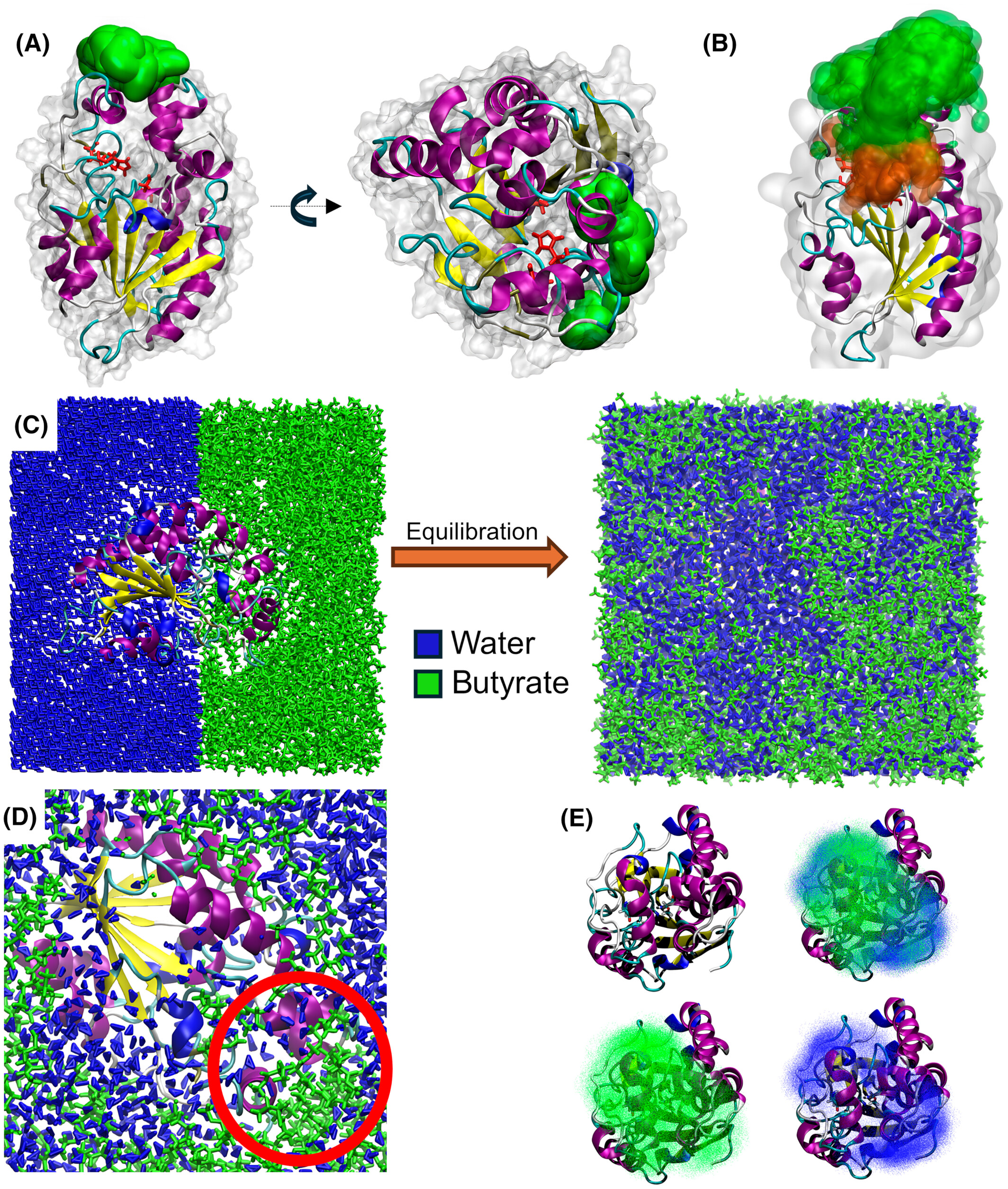 Structures of BlEst2 from Bacillus licheniformis in its propeptide and mature forms reveal autoinhibitory effects of the C-terminal domain.