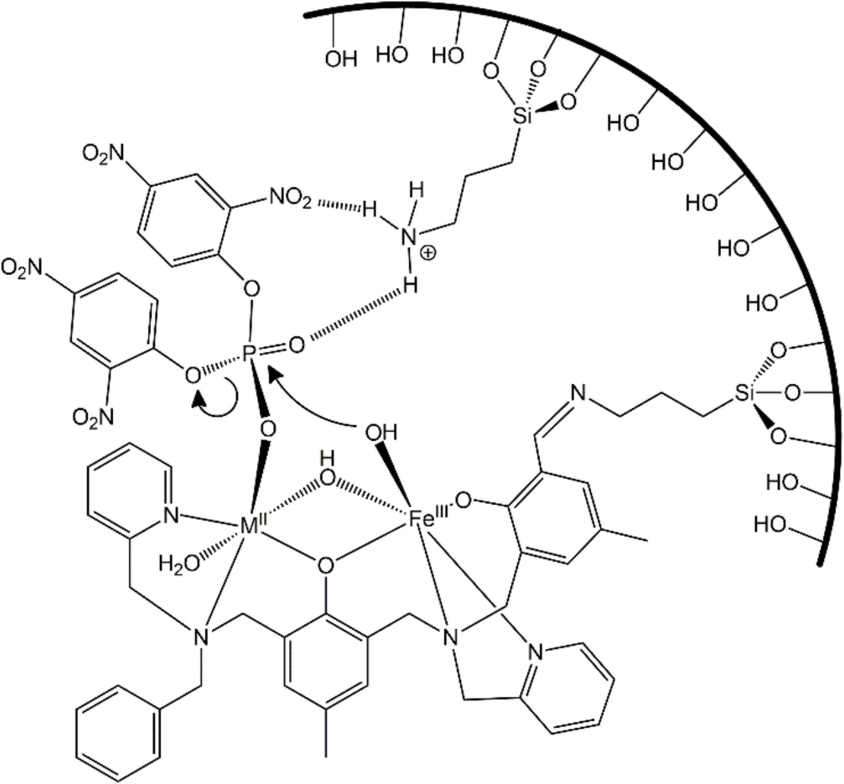 Selective diesterase-like activity of bioinspired FeIIINiII and FeIIIZnII complexes and their 3-aminopropyl silica composites: a homo- and heterogeneous catalytic study.