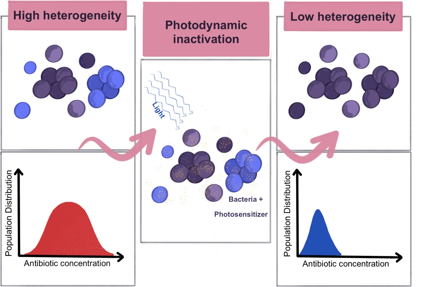 Photodynamic inactivation and its effects on the heterogeneity of bacterial resistance.