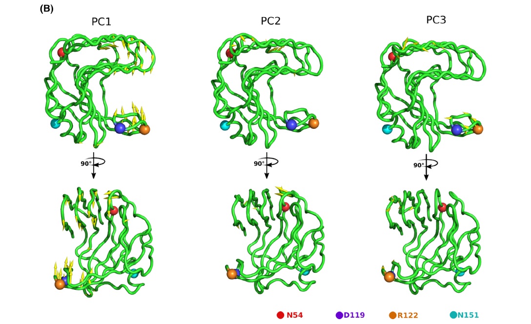 Mapping secondary substrate-binding sites on the GH11 xylanase from Bacillus subtilis.