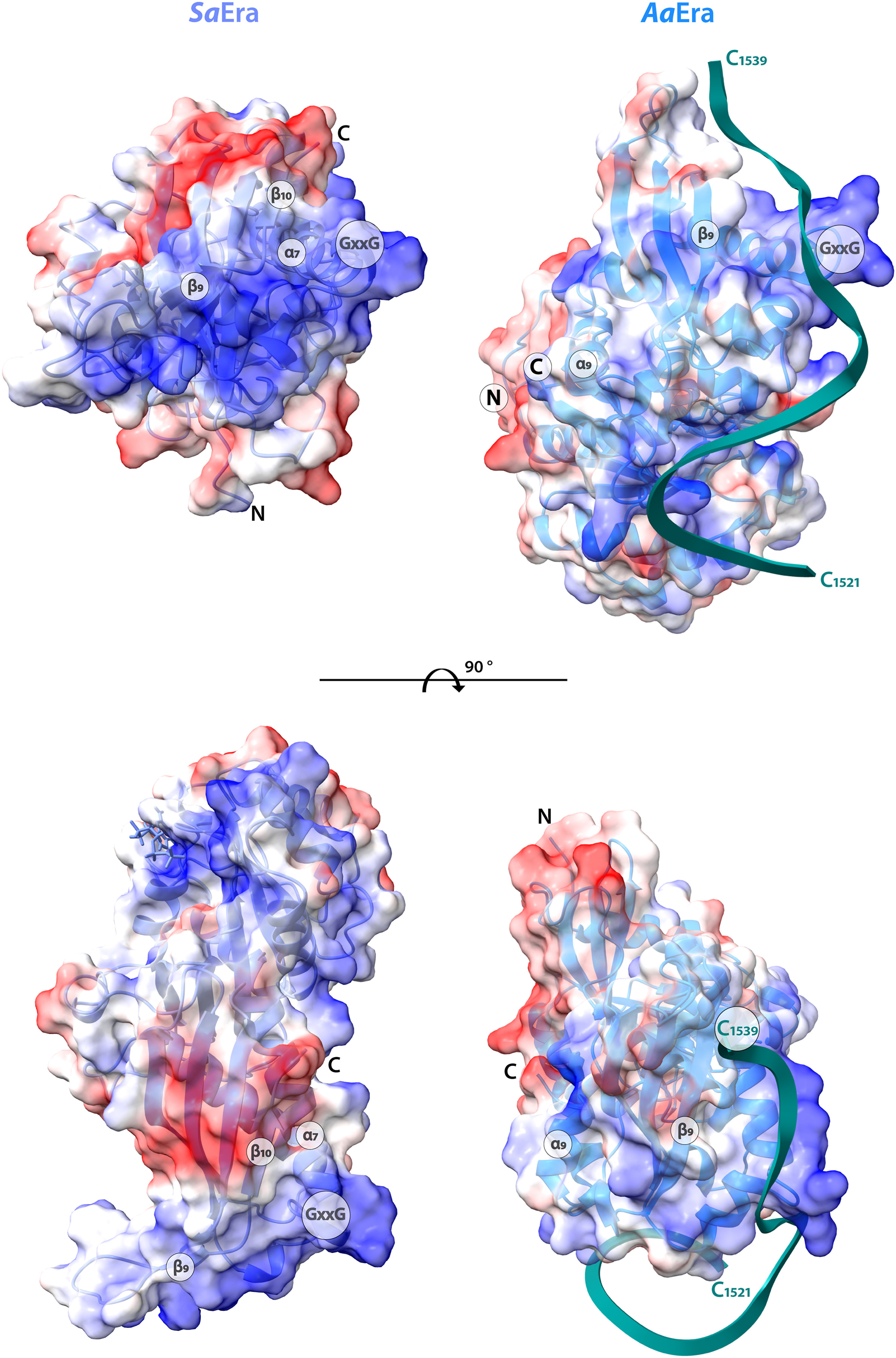 Crystal structure of the GDP-bound GTPase era from Staphylococcus aureus.