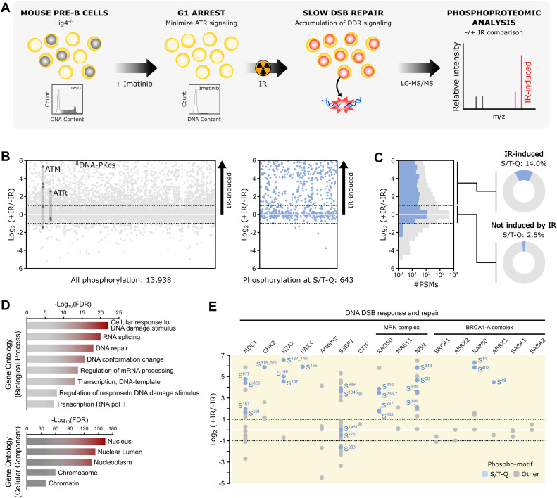 In-depth mapping of DNA-PKcs signaling uncovers noncanonical features of its kinase specificity.