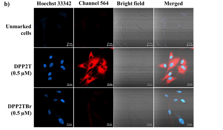 Advancements in organic fluorescent materials: unveiling the potential of peripheral group modification in dithienyl-diketopyrrolopyrrole derivatives for one- and two-photon bioimaging.