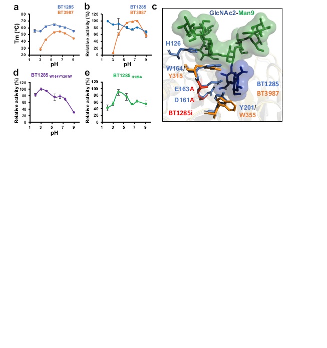 Human gut microbes express functionally distinct endoglycosidases to metabolize the same N-glycan substrate.