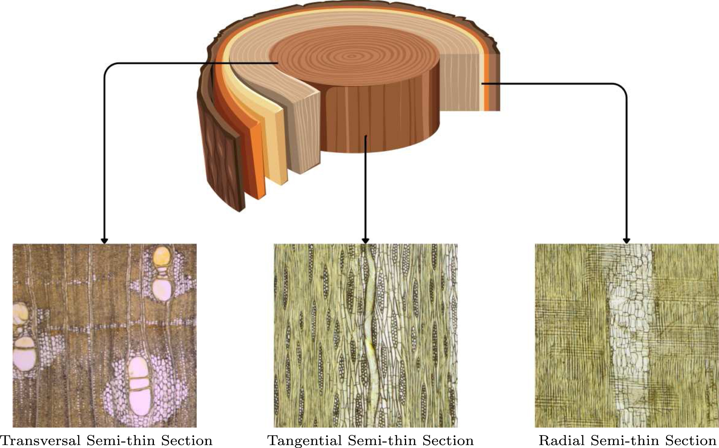 Advanced wood species identification based on multiple anatomical sections and using deep feature transfer and fusion.