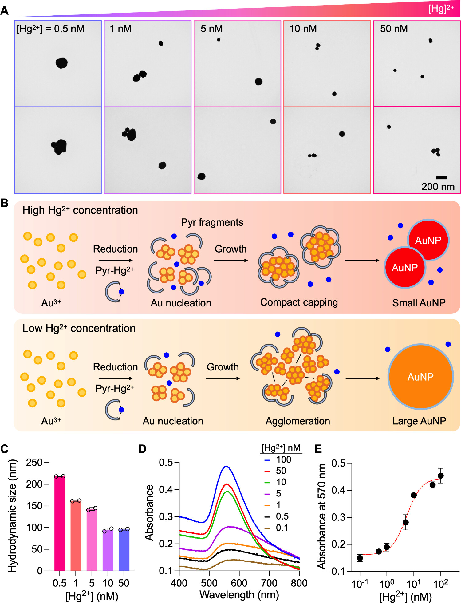 Mercury(II) ion sensing through in situ synthesis of gold nanoparticles.