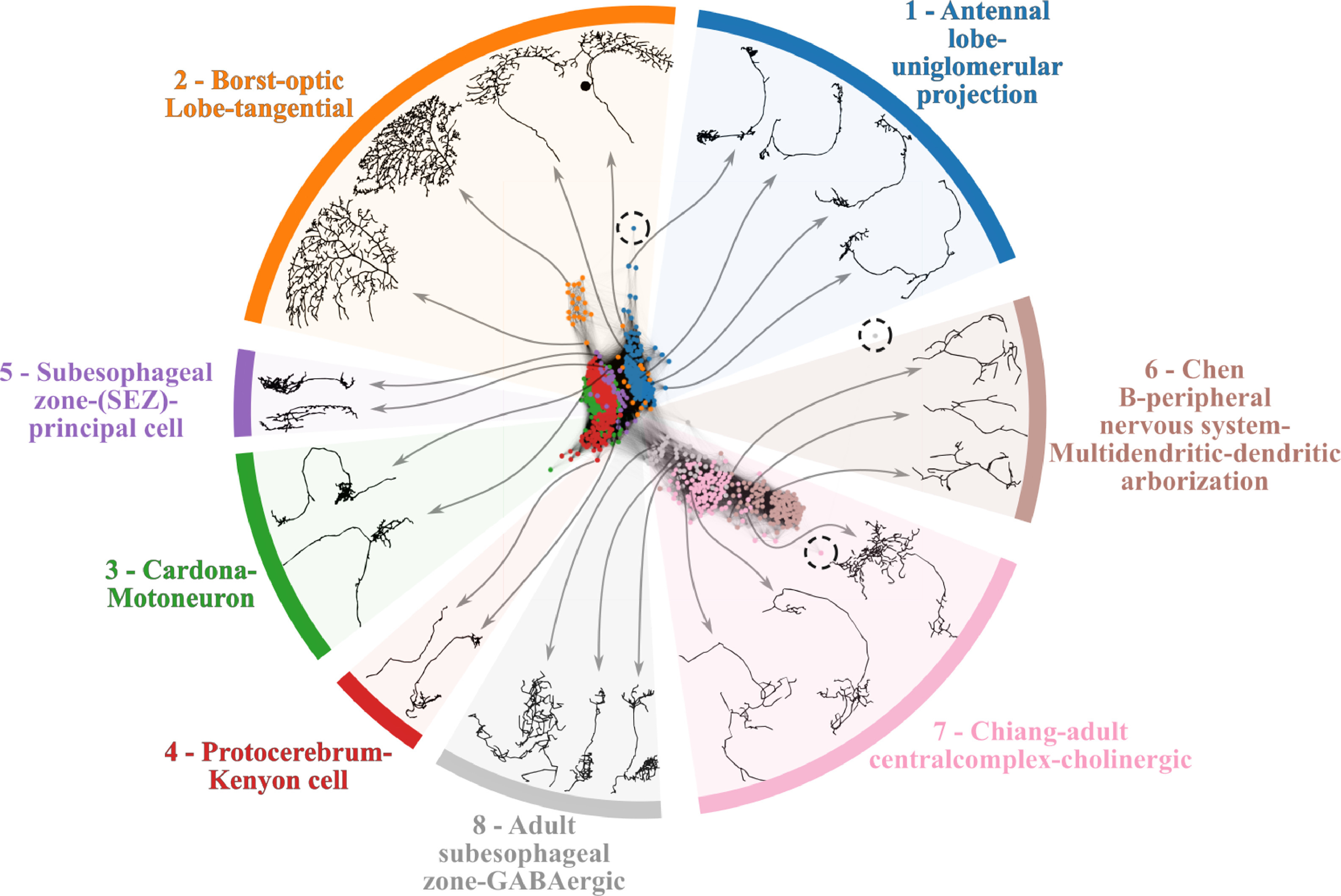Interrelating neuronal morphology by coincidence similarity networks.
