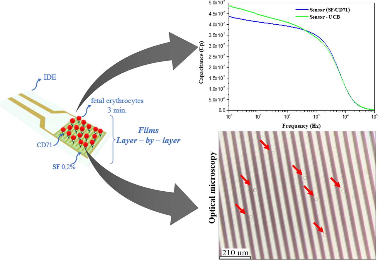 Electrical immunosensor for detecting fetal red blood cells with potential diagnosis of fetomaternal hemorrhage.