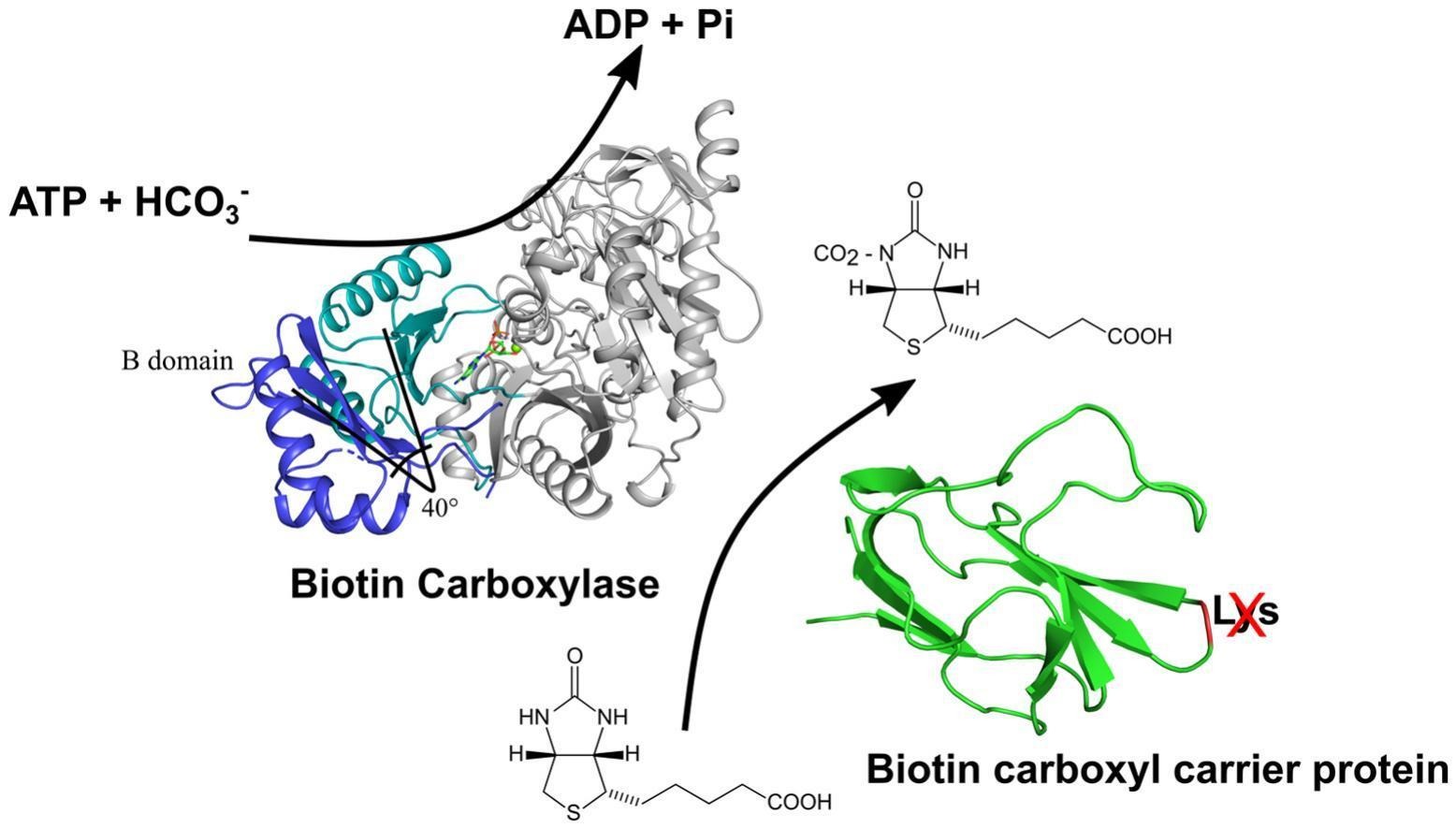 Phylogenetic analysis and structural studies of heteromeric acetyl-CoA carboxylase from the oleaginous amazonian microalgae Ankistrodesmus sp.: insights into the BC and BCCP subunits.