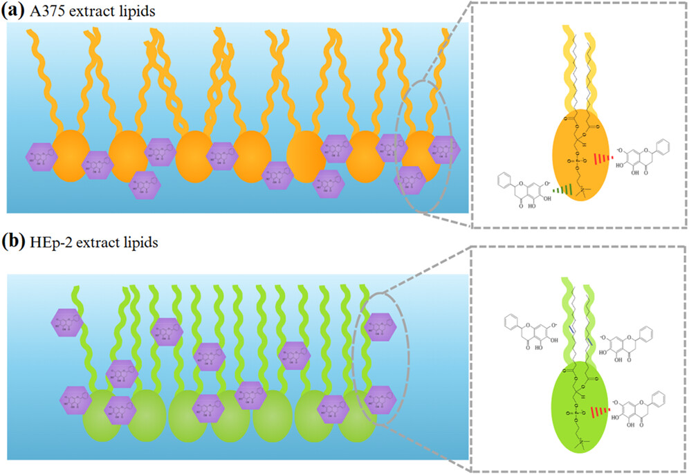 Baicalein interactions with lipid membrane models: implications for its protective role against respiratory viral infections.