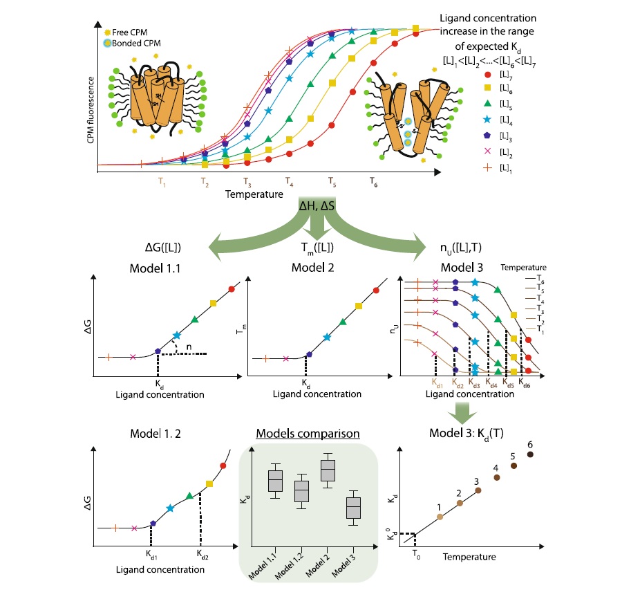 Unlocking GPCR-ligand interactions: measuring binding affinities with thermal shift assay.