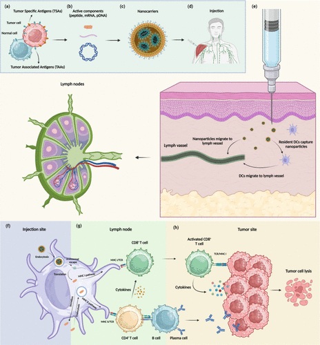 Cancer nanovaccines: mechanisms, design principles, and clinical translation.