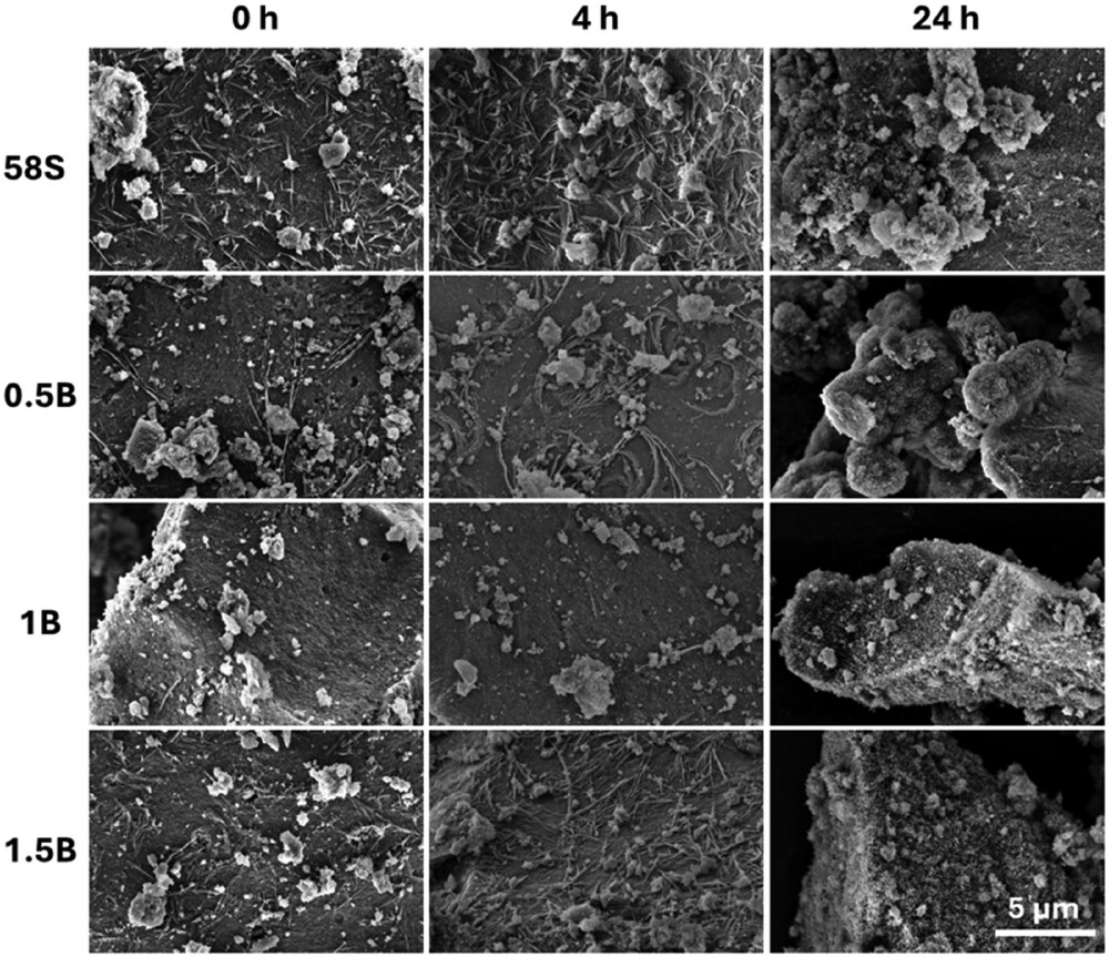 Cytocompatible, radiopaque, and antibacterial bismuth-doped gel-derived 58S bioactive glasses.