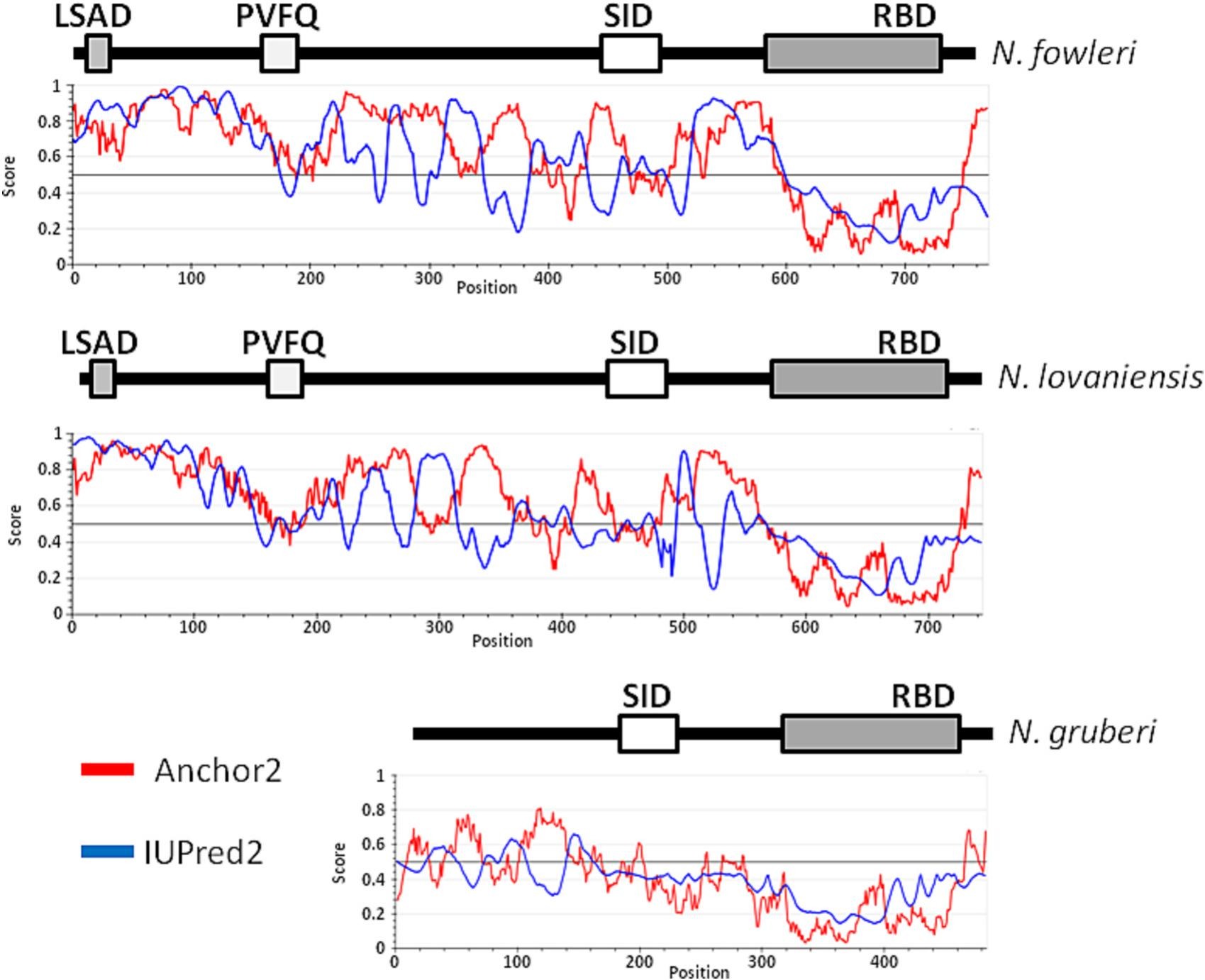 Biophysical analysis of SECIS binding protein 2 (SBP2) from Naegleria gruberi.
