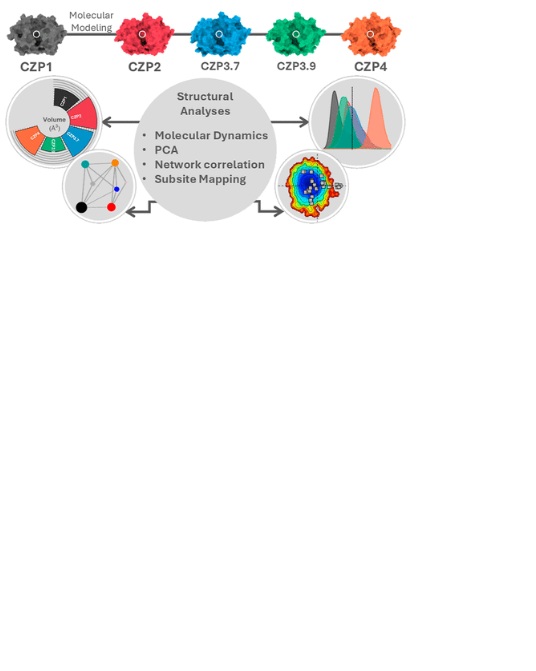 Unraveling common patterns and differences among cruzipains through molecular dynamics simulations and structural analyses.