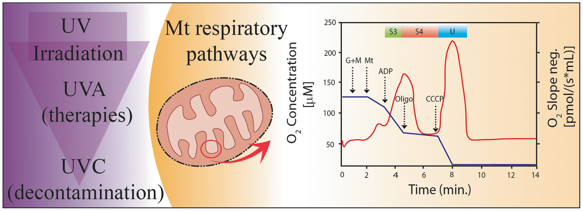 Ultraviolet radiation inhibits mitochondrial bioenergetics activity.