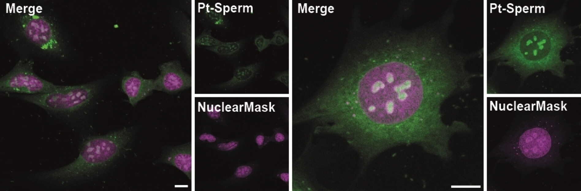 Supramolecular assembly of water-soluble platinum(II) complexes: from emission modulation to cell imaging in specific organelles.