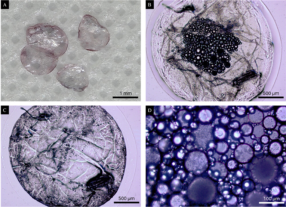Anthocyanin-dyed cotton enhanced with lavender oil microcapsules: a dual approach for color stability and sustained fragrance release.