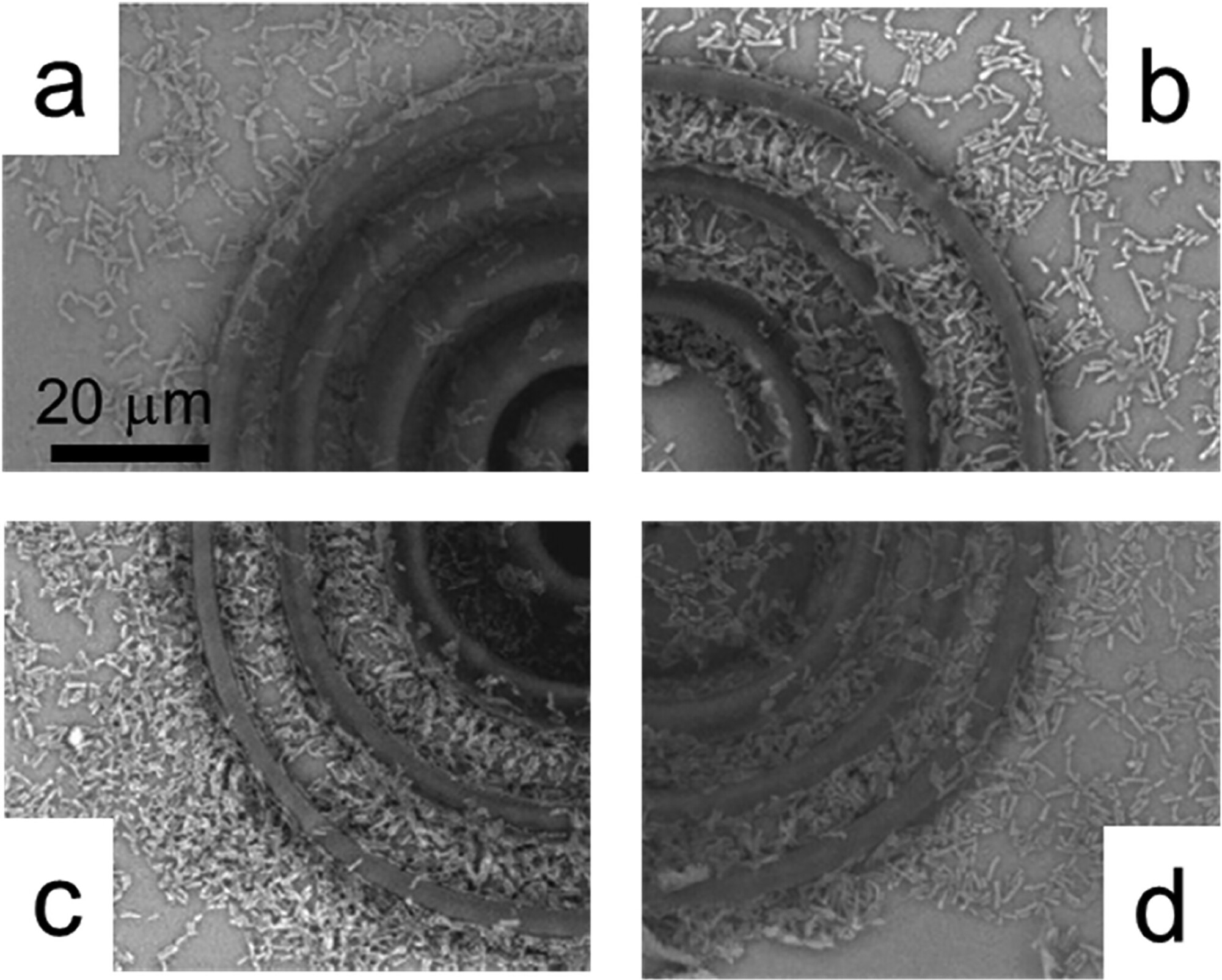 Evaluation of probiotic growth in microenvironments sculpted with different geometries.