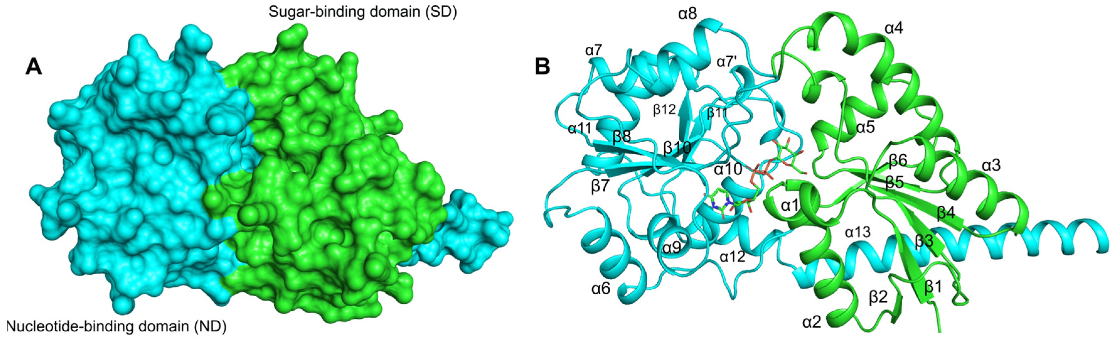 Exploring daptomycin hypersensitivity in Enterococcus faecium: the impact of LafB mutation on bacterial virulence.