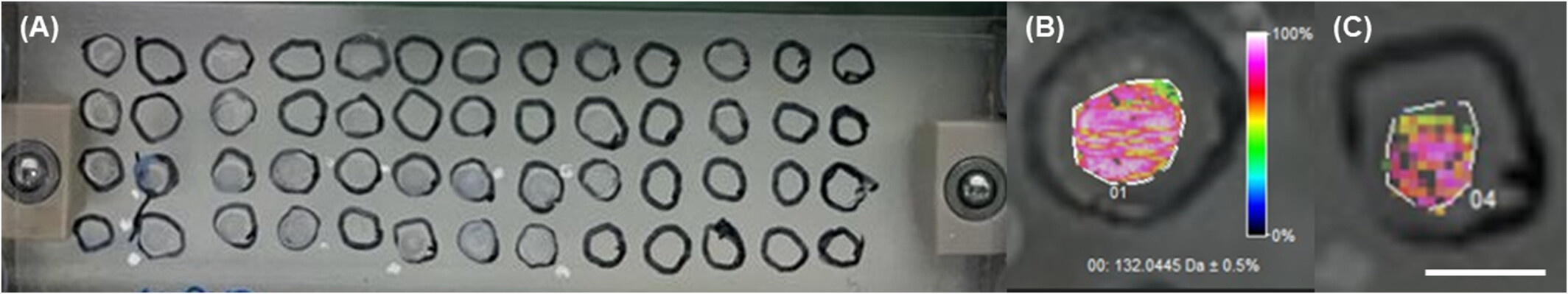 Ozone as a method for decontamination of dissolving microneedles for clinical use.