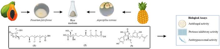 Exploring bioactive metabolites from fusarium falciforme and aspergillus terreus isolated from protease-rich fruits: antifungal, antitrypanosomal, and enzymatic inhibitory activities.